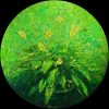 Hoa lan Ý - Tranh Sơn Mài Cao Cấp Của Họa Sĩ Nguyễn Thành Chung