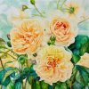 Hồng Charlotte - Tranh Màu Nước Nghệ Thuật Của Hoạ Sĩ Thanh Hà