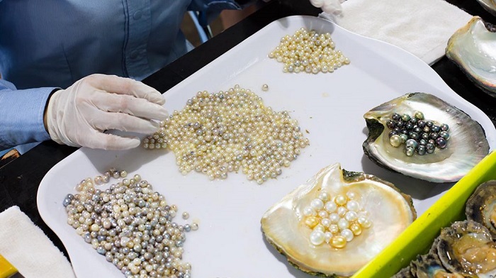 Pearl farm