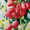 Vải - Tranh Màu Nước Nghệ Thuật Của Hoạ Sĩ Thanh Hà