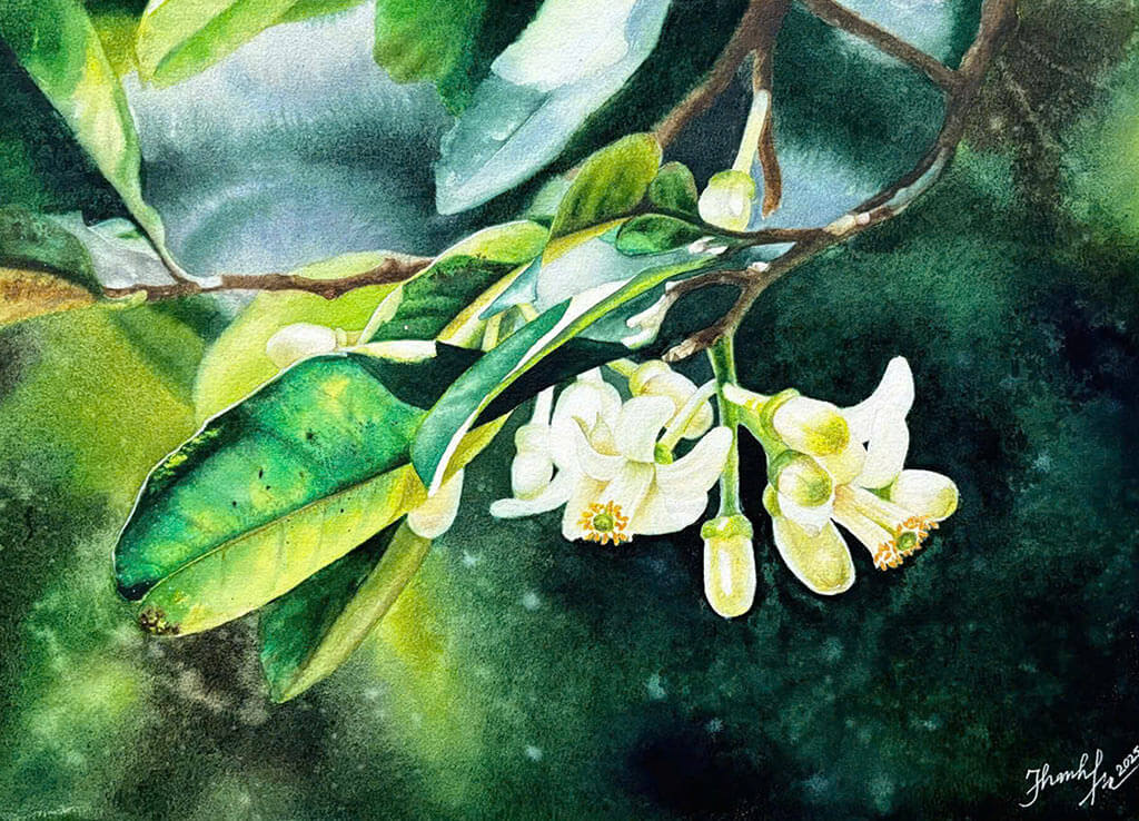 Hoa Bưởi - Tranh màu nước của họa sĩ Thanh Hà