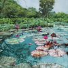 Suối Yến - Tranh Sơn Dầu Phong Cảnh của Họa Sĩ Việt Hương